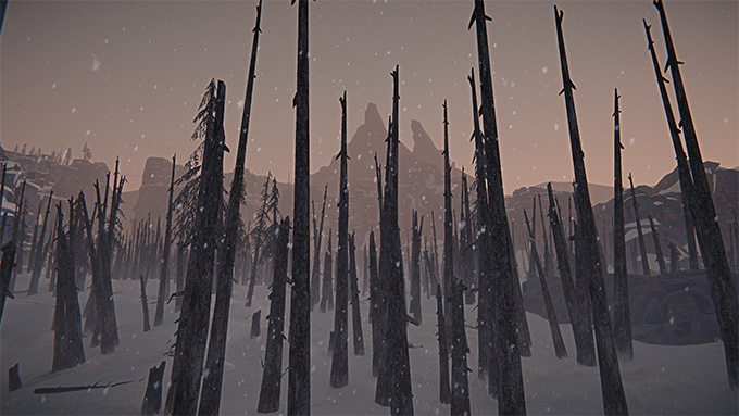 A burned out forest.